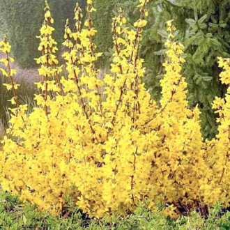 Forsythia Spectabilis imagine 12