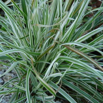 Golomat Variegata imagine 1