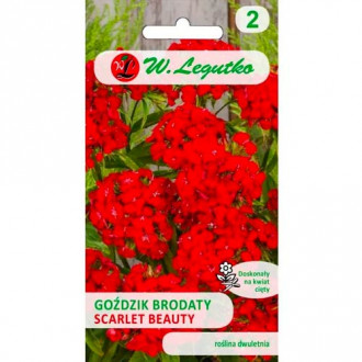 Goździk brodaty Scarlet Beauty interface.image 13