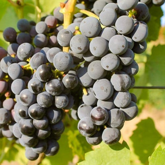 Лоза Regent изображение 15