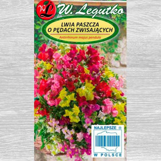 Gura leului, mix multicolor Legutko imagine 8