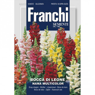 Gura leului pitic, mix multicolor imagine 15