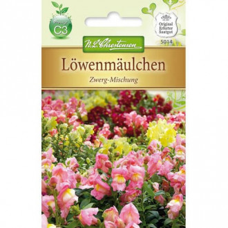 Gura leului pitică, mix multicolor imagine 9