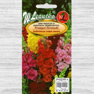 Gura leului pitică Trumpet Serenade, mix multicolor Legutko imagine 7