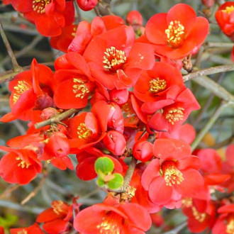 Gutui japonez Crimson and Gold imagine 5