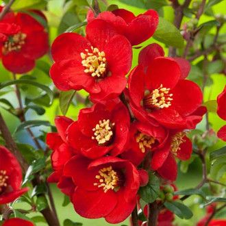 Gutui japonez Elly Mossel imagine 9