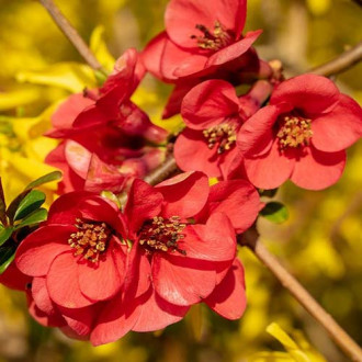 Gutui japonez Nicoline imagine 11