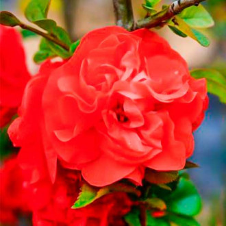 Gutui japonez Orange Storm imagine 15