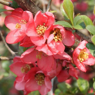 Gutui japonez Pink Trail imagine 10