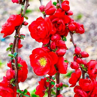 Gutui japonez Scarlet Storm imagine 17