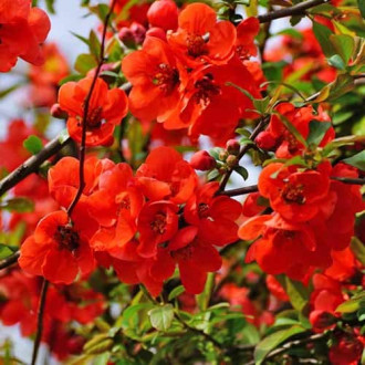 Gutui Nicoline imagine 8