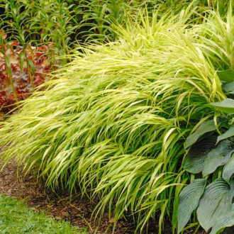 Hakonechloa macra All Gold imagine 2