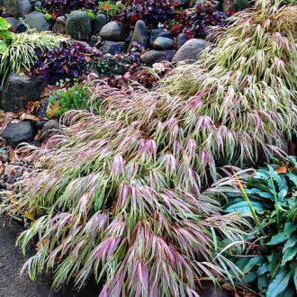 Hakonechloa macra Naomi imagine 1