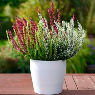 Хедър Trio Girls Athene/Hilda/Helena изображение 2