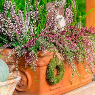 Хедър Trio Girls Hilda/Elisa/Amethyst изображение 1