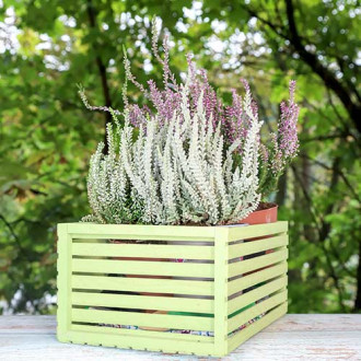 Хедър Trio Girls Zelia/Zilly/Zelda изображение 8