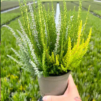 Хедър Trio Girls Zelia/Zilly/Zoe изображение 7