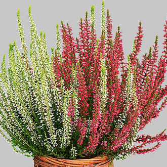 Хедър Twins Athene/Hilda изображение 13