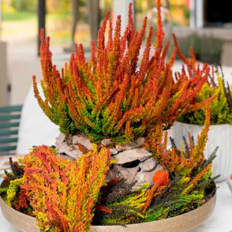 Хедър Twins Franca Helena изображение 2