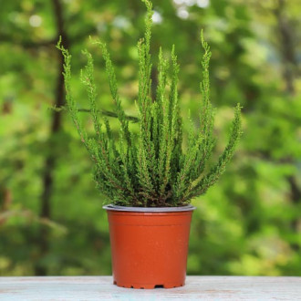 Хедър Zelda изображение 4