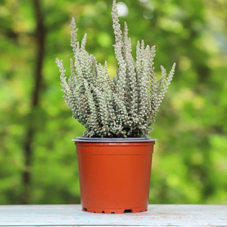 Хедър Zilly изображение 12