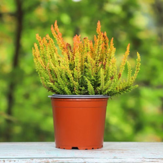 Хедър Zoe изображение 5