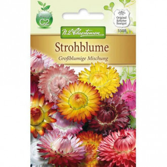 Helichrysum cu flori mari, mix multicolor imagine 1