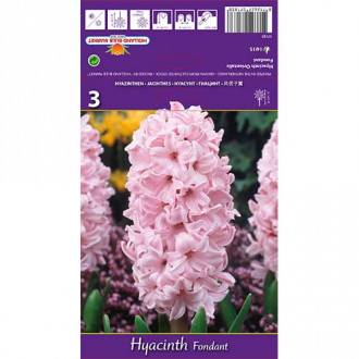 Hiacynt Fondant interface.image 12