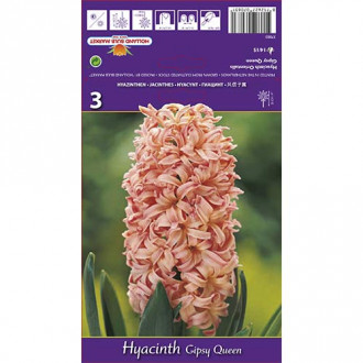 Hiacynt Gipsy Queen interface.image 7