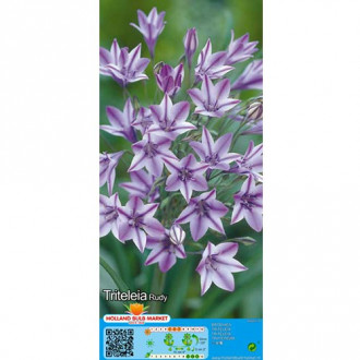 Hiacynt kalifornijski (Triteleia) Rudy interface.image 4