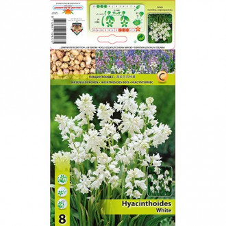 Hiacyntowiec hiszpański White interface.image 3