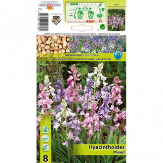 Hiacyntowiec hiszpański, mix kolorów interface.image 1