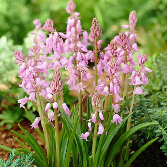 Hiacyntowiec hiszpański Pink interface.image 4
