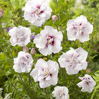 Hibiscus China Chiffon imagine 12