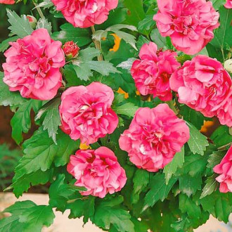 Hibiscus Duc de Brabant, P9 imagine 2