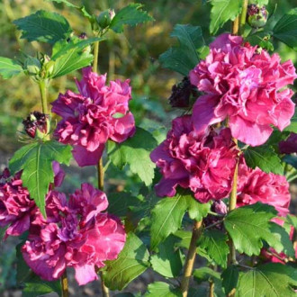 Hibiscus French Cabaret Red imagine 10