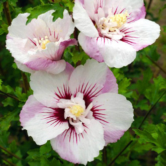 Hibiscus Gigant Matilda imagine 17