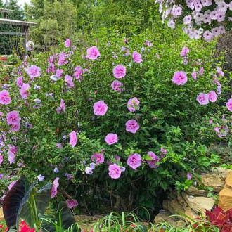 Hibiscus Lavander Chiffon imagine 18