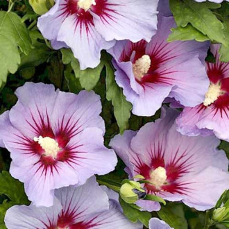 Hibiscus Marina imagine 6