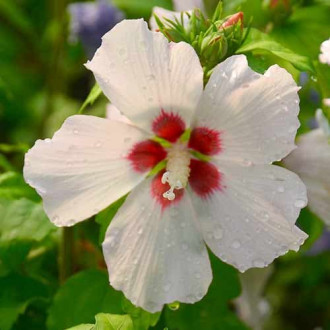 Hibiscus Mathilde imagine 15