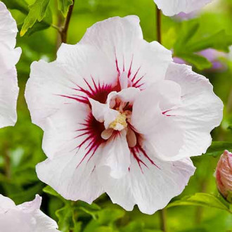 Hibiscus Monstrosus imagine 12