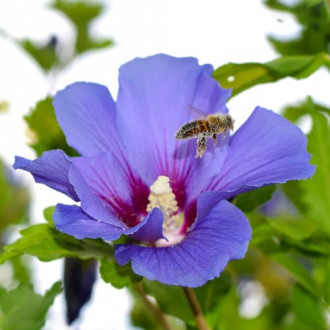 Hibiscus Oiseau Blue, P9 imagine 5