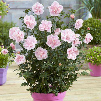 Hibiscus Pink Chiffon imagine 10