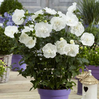 Hibiscus White Chiffon imagine 4