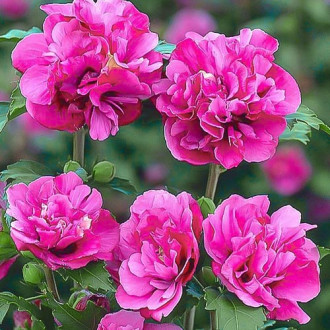 Хибискус Duc de Brabant, P9 изображение 2