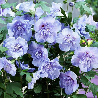 Hibiskus Blue Chiffon interface.image 18