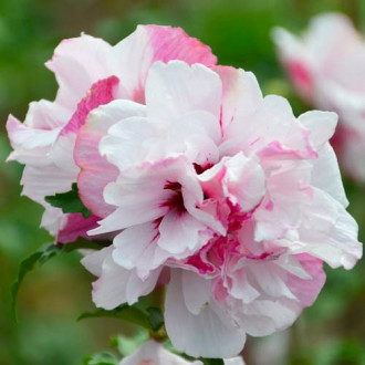 Hibiskus (Ketmia syryjska) French Cabaret Pastel interface.image 13