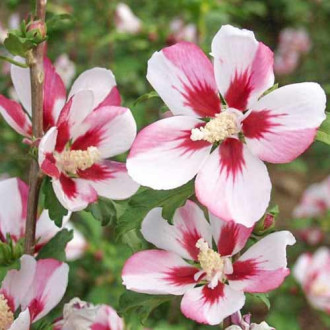 Hibiskus (Ketmia syryjska) Hamabo interface.image 1