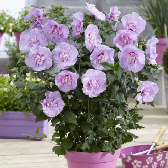 Hibiskus (Ketmia syryjska) Lavender Chiffon interface.image 11