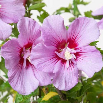 Hibiskus (Ketmia syryjska) Maike interface.image 12